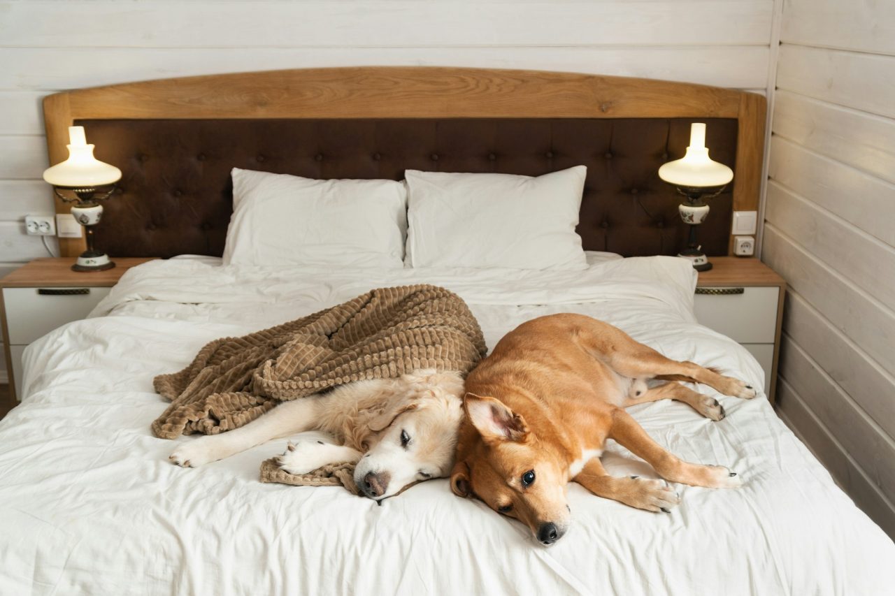 golden-retriever-and-red-mixed-breed-dogs-on-bed-in-rustic-cabin-bedroom-