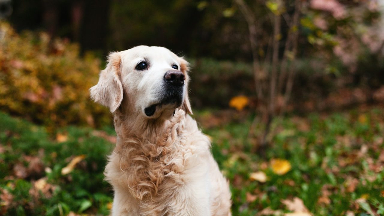 golden-retriever-dog-in-nature-autumn-in-the-park-pets-care-concept-